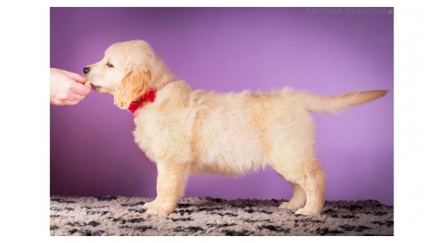 Щенки папийона (папильона) в питомнике Бон Плезир Щенки папийона (папильона) в питомнике Бон Плезир