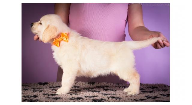 Щенки папийона (папильона) в питомнике Бон Плезир Щенки папийона (папильона) в питомнике Бон Плезир