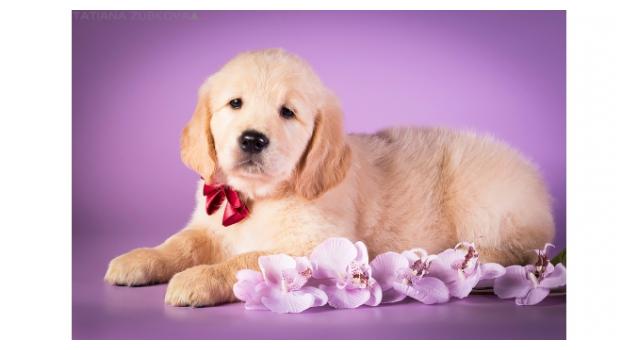 Щенки папийона (папильона) в питомнике Бон Плезир Щенки папийона (папильона) в питомнике Бон Плезир