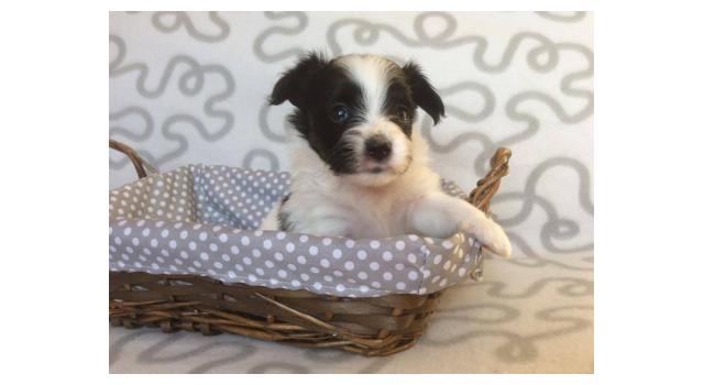 Щенки папийона (папильона) в питомнике Бон Плезир Щенки папийона (папильона) в питомнике Бон Плезир