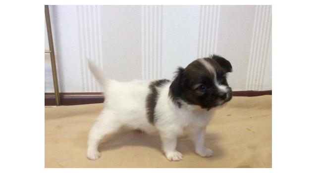 Щенки папийона (папильона) в питомнике Бон Плезир Щенки папийона (папильона) в питомнике Бон Плезир