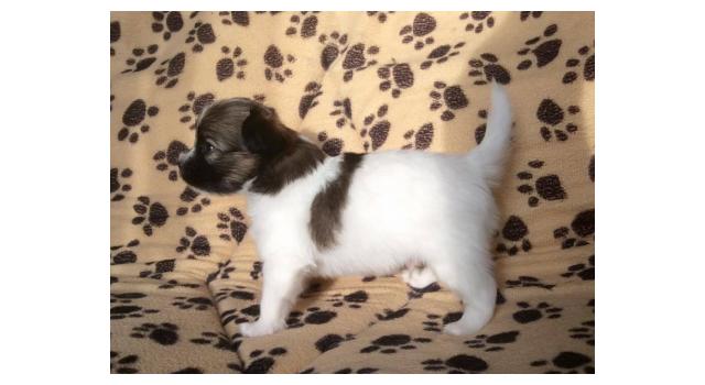 Щенки папийона (папильона) в питомнике Бон Плезир Щенки папийона (папильона) в питомнике Бон Плезир