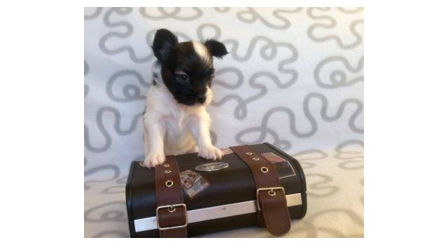 Щенки папийона (папильона) в питомнике Бон Плезир Щенки папийона (папильона) в питомнике Бон Плезир