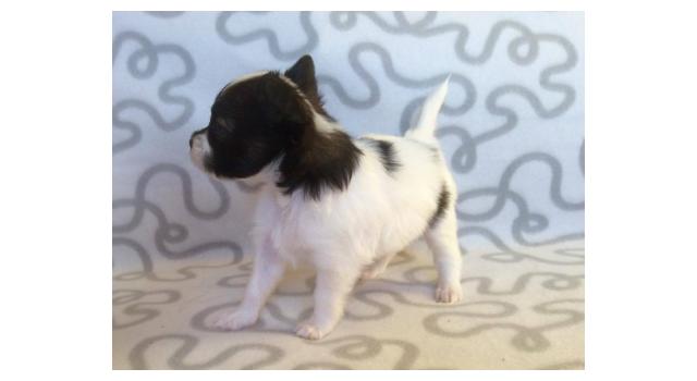 Щенки папийона (папильона) в питомнике Бон Плезир Щенки папийона (папильона) в питомнике Бон Плезир