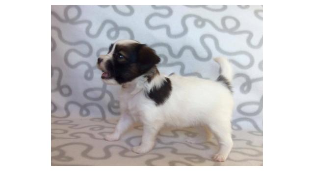 Щенки папийона (папильона) в питомнике Бон Плезир Щенки папийона (папильона) в питомнике Бон Плезир