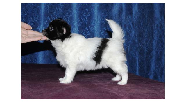 Щенки папийона (папильона) в питомнике Бон Плезир Щенки папийона (папильона) в питомнике Бон Плезир