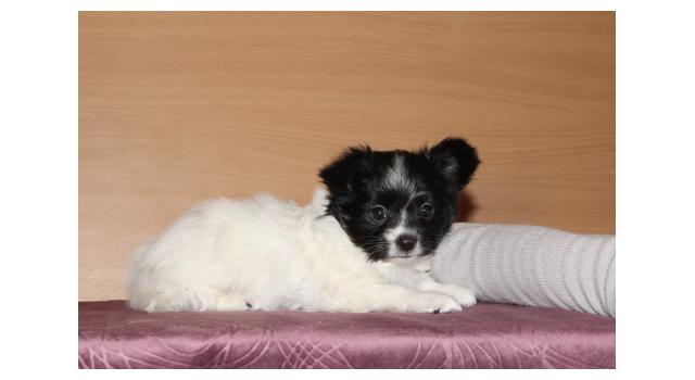 Щенки папийона (папильона) в питомнике Бон Плезир Щенки папийона (папильона) в питомнике Бон Плезир