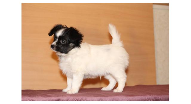 Щенки папийона (папильона) в питомнике Бон Плезир Щенки папийона (папильона) в питомнике Бон Плезир