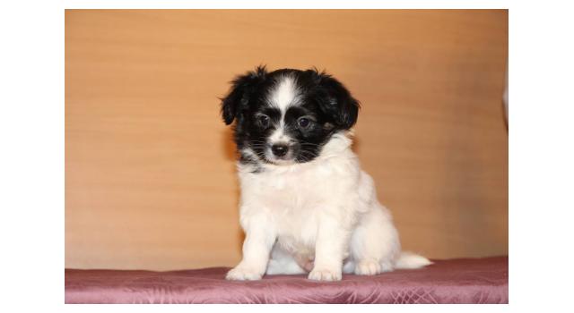 Щенки папийона (папильона) в питомнике Бон Плезир Щенки папийона (папильона) в питомнике Бон Плезир