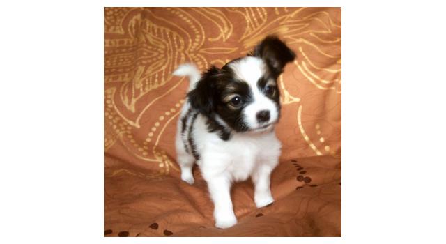 Щенки папийона (папильона) в питомнике Бон Плезир Щенки папийона (папильона) в питомнике Бон Плезир