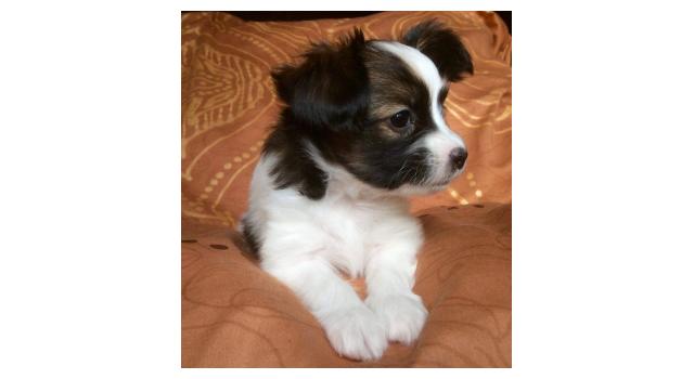 Щенки папийона (папильона) в питомнике Бон Плезир Щенки папийона (папильона) в питомнике Бон Плезир