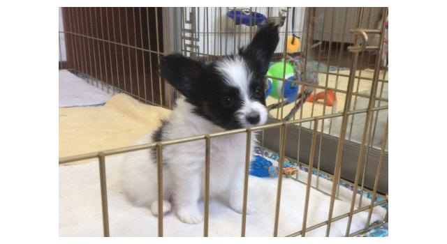 Щенки папийона (папильона) в питомнике Бон Плезир Щенки папийона (папильона) в питомнике Бон Плезир