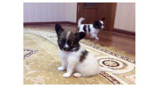 Щенки папийона (папильона) в питомнике Бон Плезир Щенки папийона (папильона) в питомнике Бон Плезир