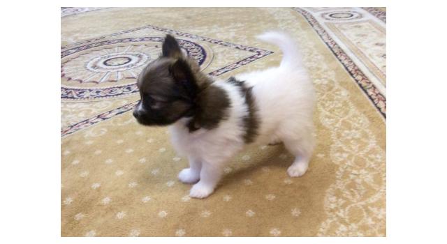 Щенки папийона (папильона) в питомнике Бон Плезир Щенки папийона (папильона) в питомнике Бон Плезир