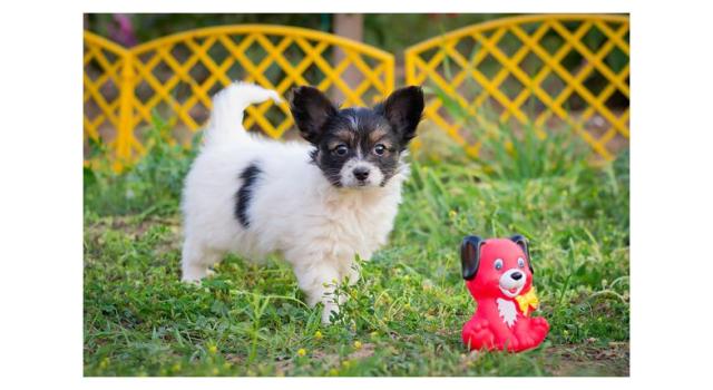 Щенки папийона (папильона) в питомнике Бон Плезир Щенки папийона (папильона) в питомнике Бон Плезир