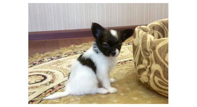 Щенки папийона (папильона) в питомнике Бон Плезир Щенки папийона (папильона) в питомнике Бон Плезир