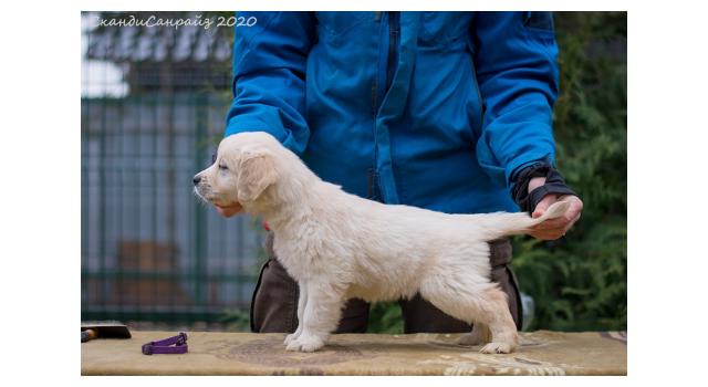 Щенки папийона (папильона) в питомнике Бон Плезир Щенки папийона (папильона) в питомнике Бон Плезир