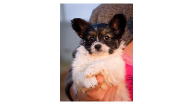 Щенки папийона (папильона) в питомнике Бон Плезир Щенки папийона (папильона) в питомнике Бон Плезир