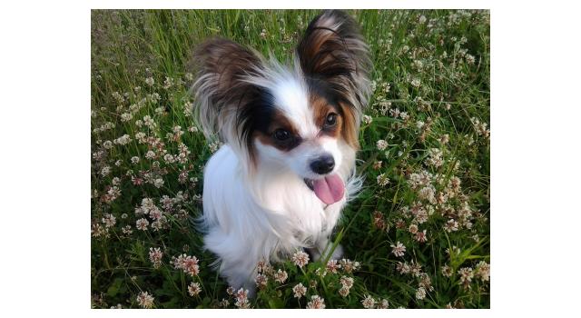 Puppies of papillon in Bon Plaisir Kennel Puppies of papillon in Bon Plaisir Kennel