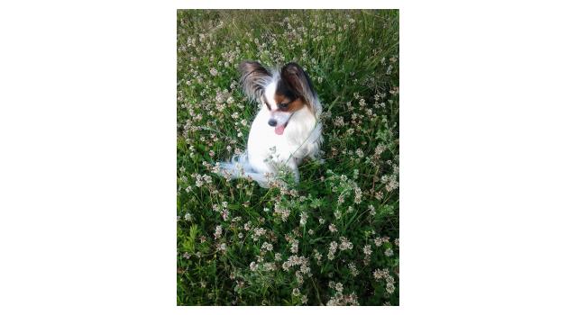 Puppies of papillon in Bon Plaisir Kennel Puppies of papillon in Bon Plaisir Kennel