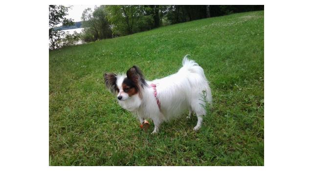Puppies of papillon in Bon Plaisir Kennel Puppies of papillon in Bon Plaisir Kennel