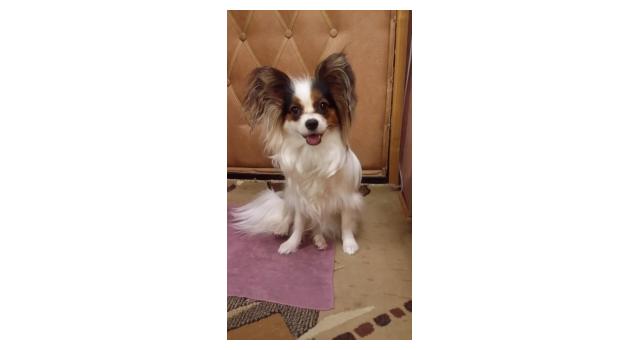 Puppies of papillon in Bon Plaisir Kennel Puppies of papillon in Bon Plaisir Kennel