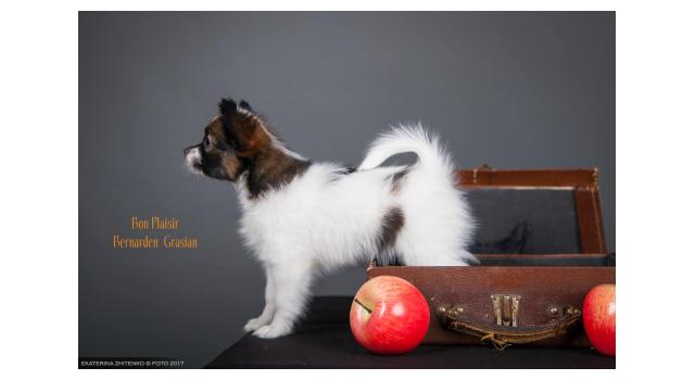 Щенки папийона (папильона) в питомнике Бон Плезир Щенки папийона (папильона) в питомнике Бон Плезир