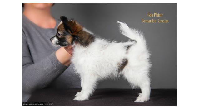 Щенки папийона (папильона) в питомнике Бон Плезир Щенки папийона (папильона) в питомнике Бон Плезир