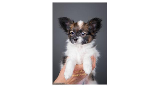 Щенки папийона (папильона) в питомнике Бон Плезир Щенки папийона (папильона) в питомнике Бон Плезир