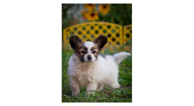 Щенки папийона (папильона) в питомнике Бон Плезир Щенки папийона (папильона) в питомнике Бон Плезир