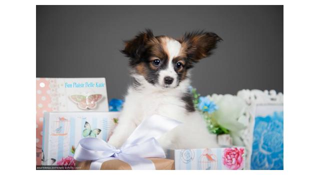 Щенки папийона (папильона) в питомнике Бон Плезир Щенки папийона (папильона) в питомнике Бон Плезир