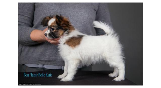 Щенки папийона (папильона) в питомнике Бон Плезир Щенки папийона (папильона) в питомнике Бон Плезир