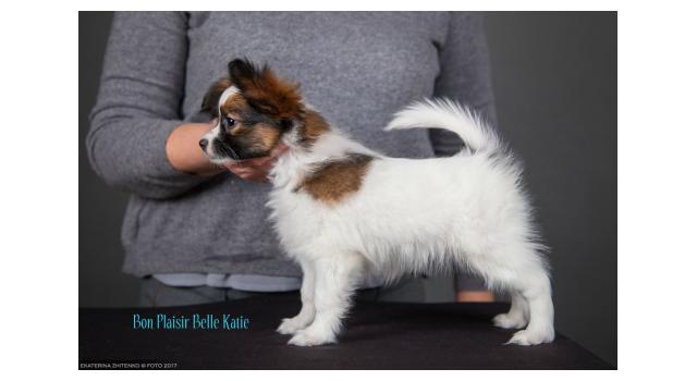 Щенки папийона (папильона) в питомнике Бон Плезир Щенки папийона (папильона) в питомнике Бон Плезир