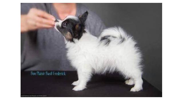 Щенки папийона (папильона) в питомнике Бон Плезир Щенки папийона (папильона) в питомнике Бон Плезир