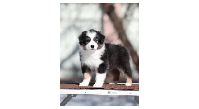 Щенки папийона (папильона) в питомнике Бон Плезир Щенки папийона (папильона) в питомнике Бон Плезир