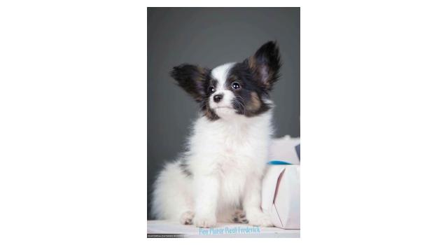 Щенки папийона (папильона) в питомнике Бон Плезир Щенки папийона (папильона) в питомнике Бон Плезир