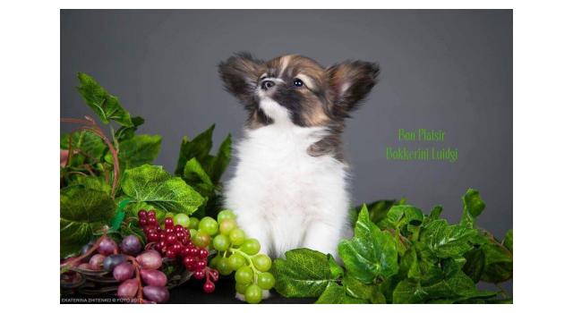 Щенки папийона (папильона) в питомнике Бон Плезир Щенки папийона (папильона) в питомнике Бон Плезир