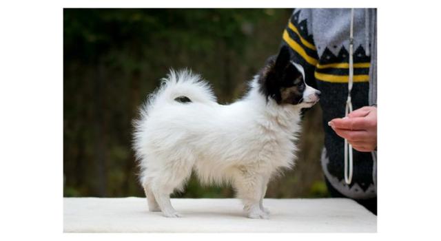 Puppies of papillon in Bon Plaisir Kennel Puppies of papillon in Bon Plaisir Kennel
