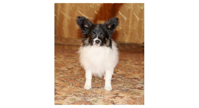 Щенки папийона (папильона) в питомнике Бон Плезир Щенки папийона (папильона) в питомнике Бон Плезир