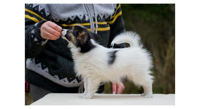 Puppies of papillon in Bon Plaisir Kennel Puppies of papillon in Bon Plaisir Kennel