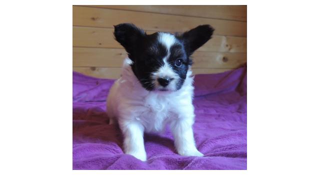 Щенки папийона (папильона) в питомнике Бон Плезир Щенки папийона (папильона) в питомнике Бон Плезир