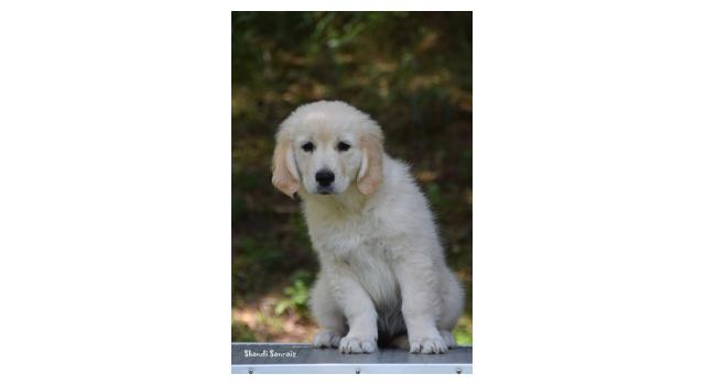 Щенки папийона (папильона) в питомнике Бон Плезир Щенки папийона (папильона) в питомнике Бон Плезир