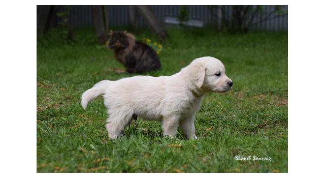 Puppies of papillon in Bon Plaisir Kennel Puppies of papillon in Bon Plaisir Kennel