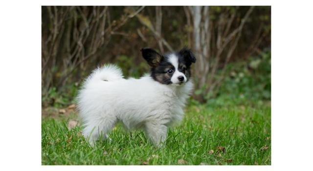 Puppies of papillon in Bon Plaisir Kennel Puppies of papillon in Bon Plaisir Kennel