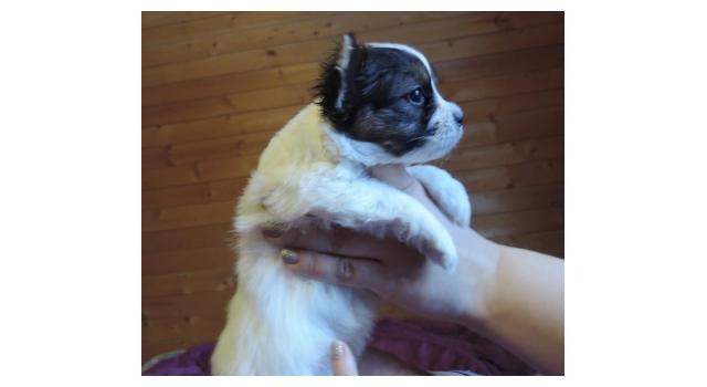 Щенки папийона (папильона) в питомнике Бон Плезир Щенки папийона (папильона) в питомнике Бон Плезир