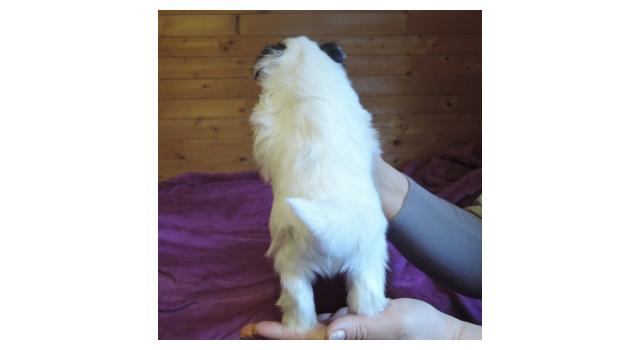 Щенки папийона (папильона) в питомнике Бон Плезир Щенки папийона (папильона) в питомнике Бон Плезир