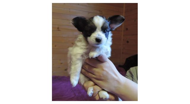 Щенки папийона (папильона) в питомнике Бон Плезир Щенки папийона (папильона) в питомнике Бон Плезир