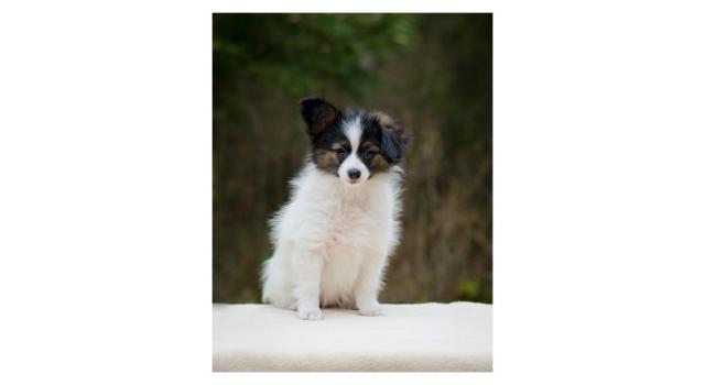 Puppies of papillon in Bon Plaisir Kennel Puppies of papillon in Bon Plaisir Kennel