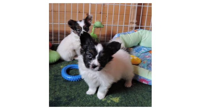 Щенки папийона (папильона) в питомнике Бон Плезир Щенки папийона (папильона) в питомнике Бон Плезир