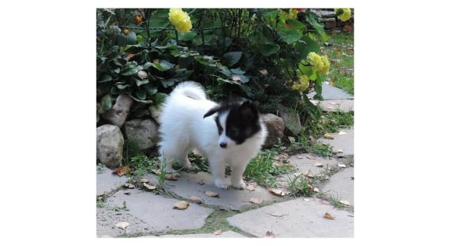 Puppies of papillon in Bon Plaisir Kennel Puppies of papillon in Bon Plaisir Kennel